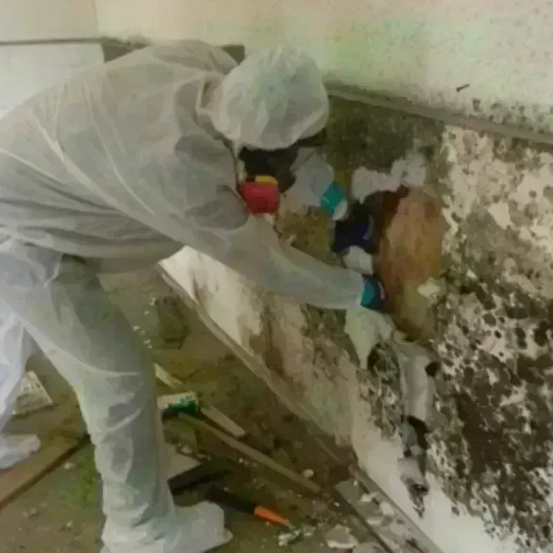 Mold Remediation and Removal in Zebulon, NC